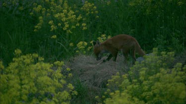 A fox is walking on the grass, looking for food