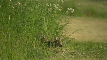 A roe deer kid is looking around in the grass