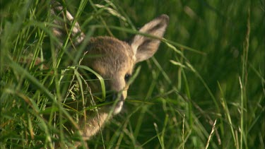 Close up of roe deer kid