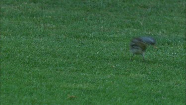 A redwing is walking on the grass, seeking for food