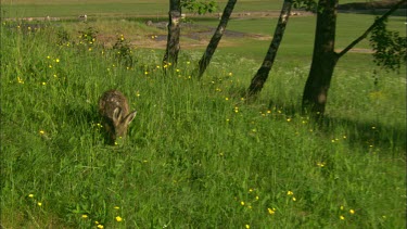 A rabbit is sniffing and smelling in the grass