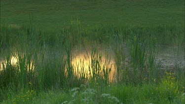 A close up of a pond by the golf course,steam raises from the pond.