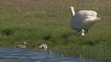 A swan with cygnets in the grass close to the water