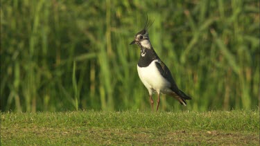 A Lapwing is walking on the grass