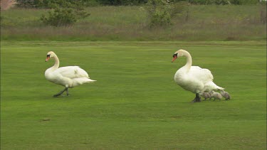 Two Swans with cygnets are walking on the grass