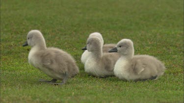 Close up of four cygnets