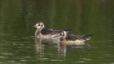 Two redwings are swimming in the lake