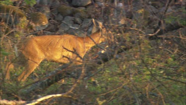 A Roe Deer is walking in the forest