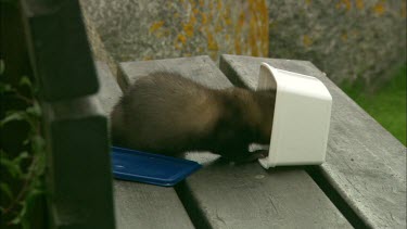 A ferret is eating from a lunch box.
