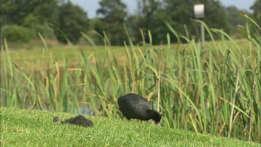 An Eurasian Coot with a baby bird, eating on a golf green. A golfer in the background.