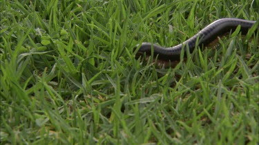Millipede in grass, South Africa.