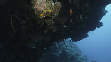 Coral reef teeming with life, schools of fish. Low angle looking up at fish swimming under ledge