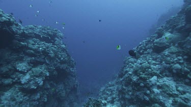 Ocean plate, rocky sea floor, coral reef. Small schools of tropical fish