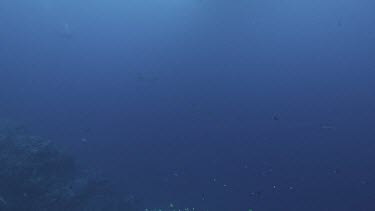 Reef sharks swimming in distance, eerie blue shot