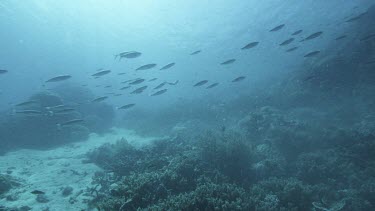 Lockdown shot of School of fish swim over coral reef. Backlit silhouette. Scuba diver swimming towards camera.