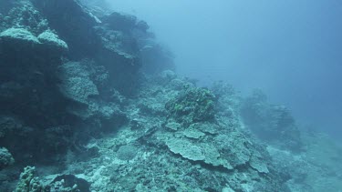 Ocean plate, scuba diver