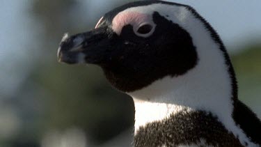 Penguin, stretching neck and shaking head