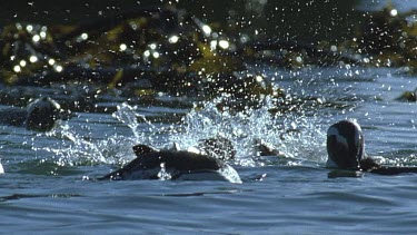 Group of penguins swimming