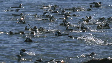Group of pelicans swimming