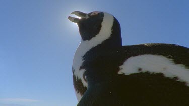 Low angle. Penguin calling against bright glare of sun