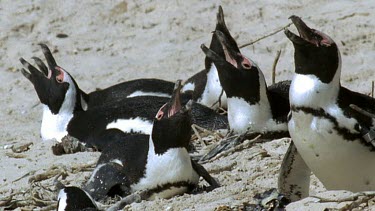Group of nesting penguins, panting