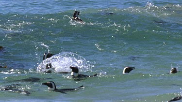 Penguins play in water