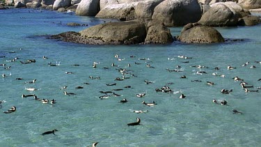high Angle. Penguins swimming at surface of very clear, calm sea, boulders rocks in BG