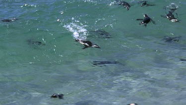 Penguins swimming in rolling waves, calm sea