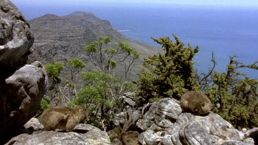 HA. Rock Hyrax on Table Mountain, view of sea below.
