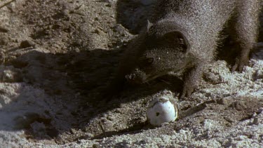 Mongoose takes egg and retreats because of approaching fire