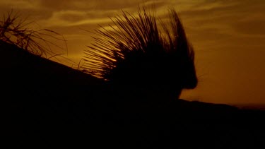 Porcupine at dusk moves off towards setting sun.