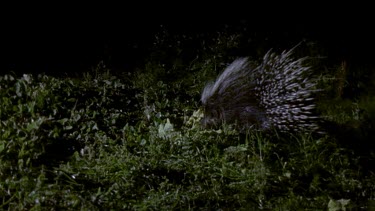 Porcupine at night on grass. Africa's largest rodent