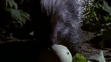 Porcupine feeding on vegetables at night