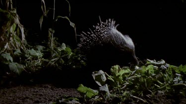 Porcupine in vegetable patch at night.