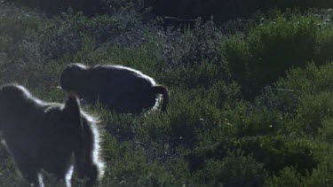Chacma baboons foraging on fynbos plants in early morning light