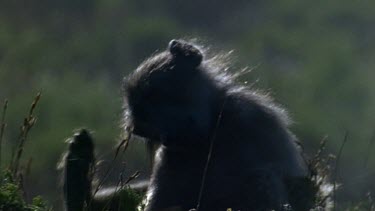 Chacma baboon in early morning light, sitting and scratching