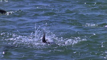 Penguin rolling in water