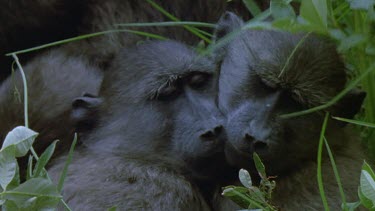 Chacma baboons sleeping huddled together for warmth