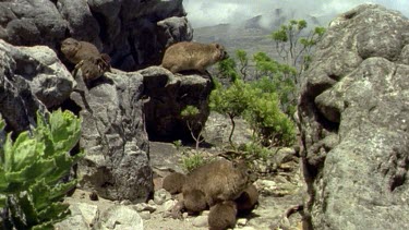 Rock Hyrax adults and young