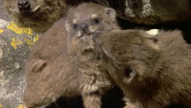 Young rock hyrax play
