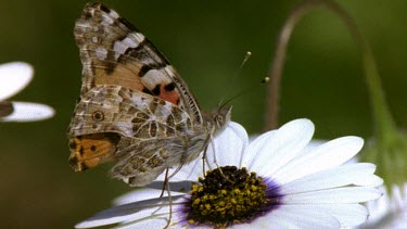 Butterfly feeding on white flower