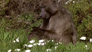Baboon adult and baby feeding on spring shoots