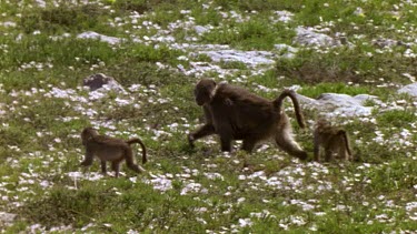 Baboons walking through field of flowers, bontebok in fg.