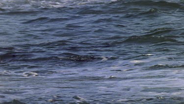 Penguins porpoising through sea