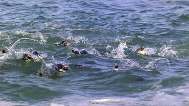 Penguins surfing the waves, coming into the beach, diving and porpoising through the water