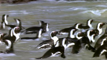 Penguins in a group, come ashore