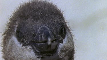 Head of penguin hatchling