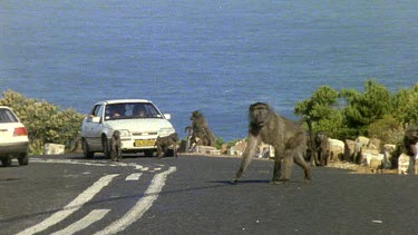 Car driving slowly up road because baboons crossing