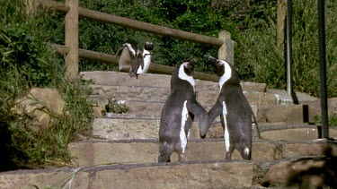 Penguins on steps holding "hands" flippers