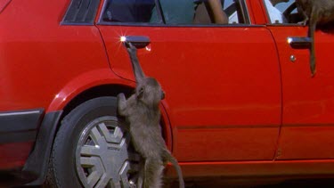Young baboon tring to get into a car, tries to open door. Climbs up car.